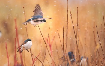 Tree swallows