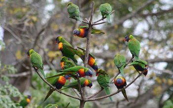 rainbow lorikeets in a tree