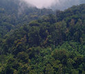 Forested area in Rwanda