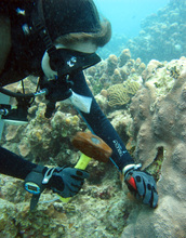 Researcher collecting coral samples