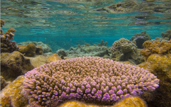 NSF Dimensions of Biodiversity scientists will look at coral reef ecosystems around the world.