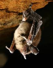 northern long-eared bat infected with white nose syndrome