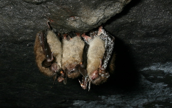 A cluster of northern long-eared bats