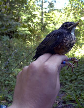 American robin fledgling fitted with a radio transmitter
