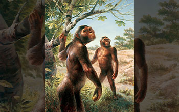 A pair of foraging Australopithecus afarensis