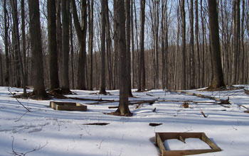 a sugar maple forest in the northern United States.