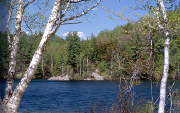 Photo of a northeastern lake with forest in the background and birch trees in the foreground.