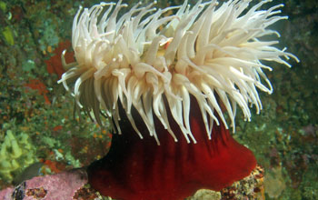 Photo of anemones and symbiotic algae.