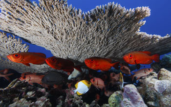 Photo of coral reef and fish