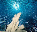 Photo of a school of fish swirling above coral.