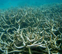 Photo of bleached Acropora coral.