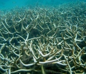 corals under water