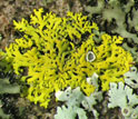 lichens on tree bark in Indiana.