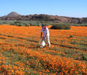 a researcher collecting insects in the field.