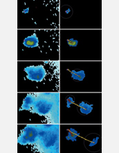 Doppler radar images showing the reflectivity of Brazilian free-tailed bats.