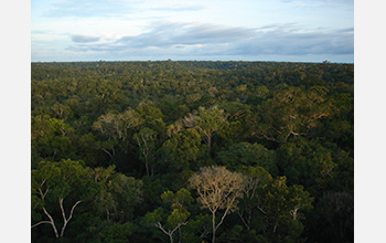 Photo of a view of the rainforest from the top of the research tower.