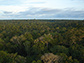 Photo of a view of the rainforest from the top of the research tower.