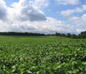 a field of soybean.