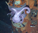 Photo of life around a deep sea hydrothermal vent.