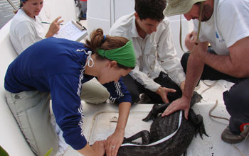 Photo of scientists measuring  the length of an alligator.