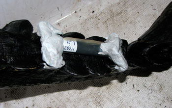 Photo of an acoustic transmitter attached to the tail of an alligator.