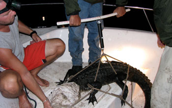 Photo of researchers weighing an alligator using a spring scale.