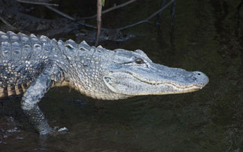 Photo of an alligator on the bank of the Shark River.