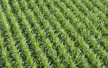 Green corn plants at the KBS LTER site