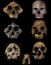 Skulls of hominins from the Turkana Basin; they show evidence of hominin dietary changes.