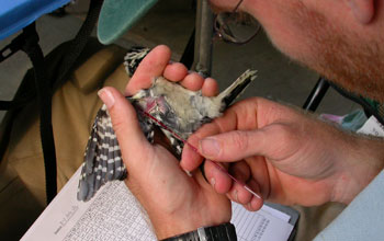 Scientist Marm Kilpatrick taking a blood sample from a downy woodpecker