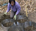 Biologist Jean Tsao readies a research tick garden