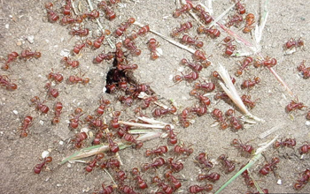 a group of red harvester ants.