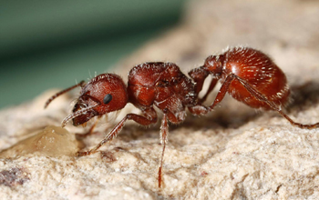 a red harvester ant, Pogonomyrmex barbatus.
