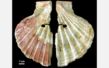A pigment-stained and perforated marine scallop shell from Cueva Antón