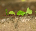Photo of leaf-cutter ants carrying bits of leaves.