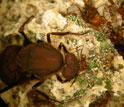 Photo of a queen leaf-cutter ant.