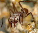 Photo of a leaf-cutter ant.