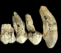 Teeth at Middle Awash, Ethiopia, come from Australopithecus anamensis.