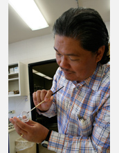 South Dakota State University extension entomologist Mike Catangui examines a rare ladybug.