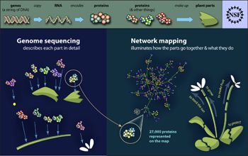 Interactions between previously sequenced Arabidopsis proteins are described in a new network map.