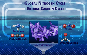 Researchers discovered that Archaea may play a key role in global nitrogen and carbon cycling.