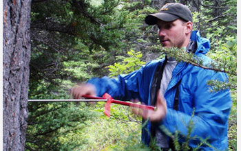 Photo of tree cored in Alaska to retrieve its tree rings, which reflect historical temperatures.