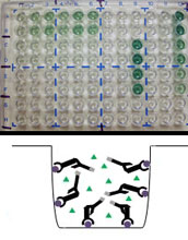Top: ELISA plate after the enzyme-catalyzed color reaction; bottom: positive reaction in one well.