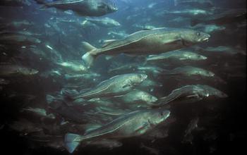 school of Atlantic cod