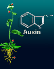 Illustration of a plant and Auxin