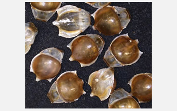 Photo of "sea butterfly" or pteropod shells.
