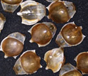 Photo of "sea butterfly" or pteropod shells.
