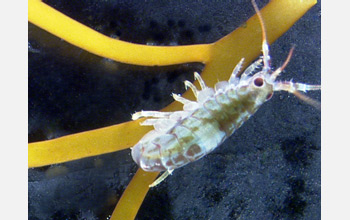 Photo of Antarctic amphipod Gondogeneia antarctica perched on brown alga Desmarestia menziesii.