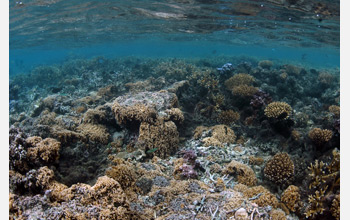 Photo of a coral reef.