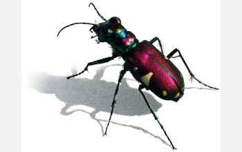 Tiger beetle species <em>Cicindela pulchra</em>